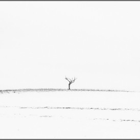 "Der alte Baum"- , von Jürgen Willand Canon EOS 6 D II - 1/100s - f/8 - ISO 100 - 70mm
