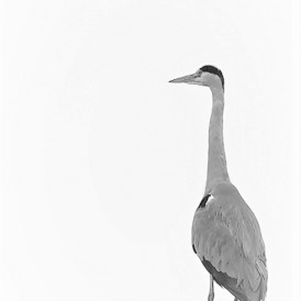 "High Key: Graureiher"- , von Herbert Schmidt Sony a 6600 - 1/250s - f/4,5 - ISO 100 - 55mm