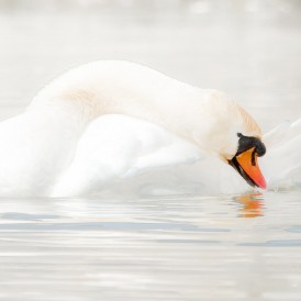 "High Key"- , von Paul Würthner Nikon D500 - 1/1500s - f/6,7 - ISO 400 - 290mm