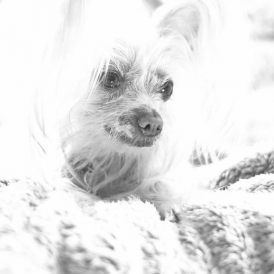 "Modell Tammy"- , von Günter Starke Nikon Z 50 - 1/80s - f/1,8 - ISO 4000 - 75mm