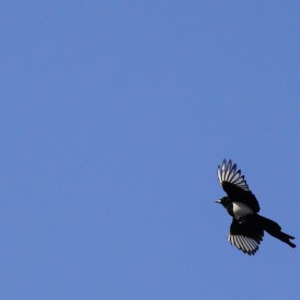 "Elster im Anflug" - , von Herbert Schmidt Sony a 6600 - 1/3200s - f/f/8 - ISO 800 - 100mmmm