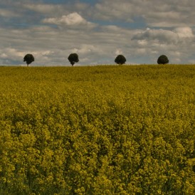 "KEIN INSEKTENFUTTER"- , von LOTHAR HEINTZ LUMIX G 91 - 1/80s - f/22 - ISO 100 - 43mm