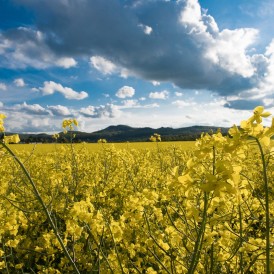 "Rapsgelb"- , von Paul Würthner Nikon Z50 - 1/250s - f/14 - ISO 200 - 16mm