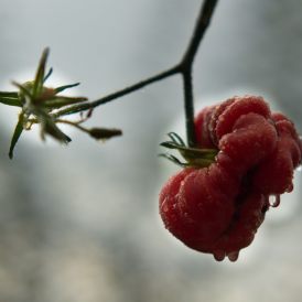 GünterStarke