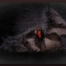 "FRÜHJAHRSPUTZ"- , von LOTHAR HEINTZ LUMIX G 9 - 1/5000s - f/6,3 - ISO 640 - 400 (800) mmmm