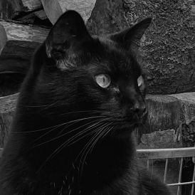 "Kater"-,  von Dagmar Wilken IPhone11