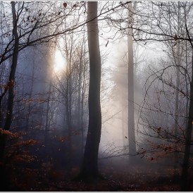 "Zauberwald"- , von Jürgen Willand Canon EOS 6D II - 1/125s - f/6,3 - ISO 100 - 53mm