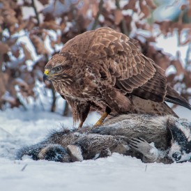 Bussard mit Wintermahlzeit