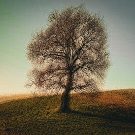 Lonesome Tree