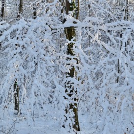 DSC_0038-1200