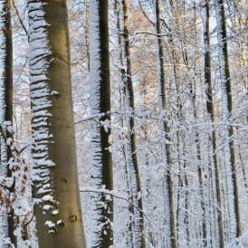 DSC_0042-1200