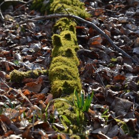DSC_0051-1200