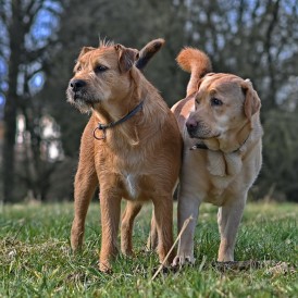 Best Friends
