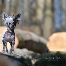 Lila