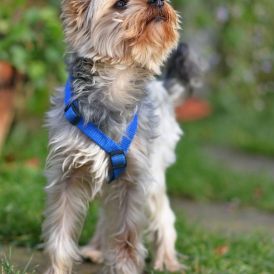Tobi