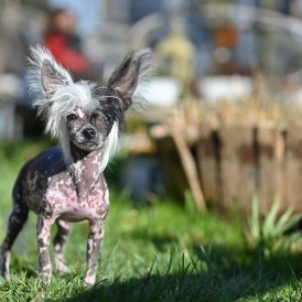 Lila