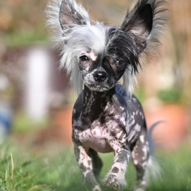 Lila