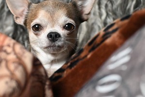Meine neuen Tierportraits