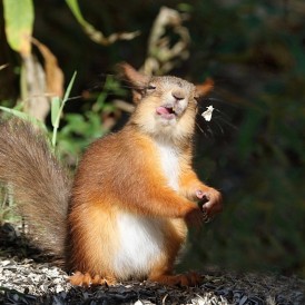Eichhörnchen