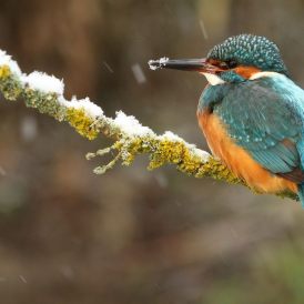 Eisvogel