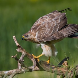Bussard