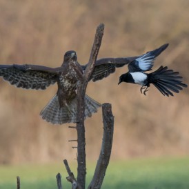 Bussard und Elster