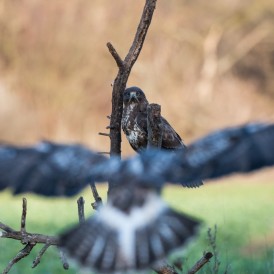 Bussard und Elster