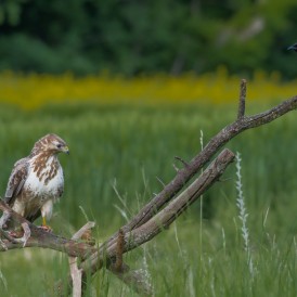 Bussard und Elster