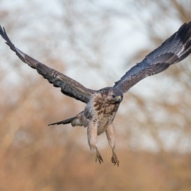 Bussard