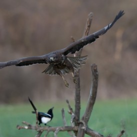 Bussard und Elster
