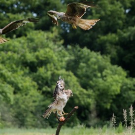 Bussard und Milan