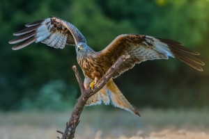 Greifvögel und andere