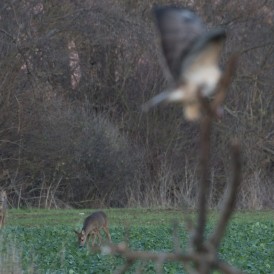 Bussard und Rehe