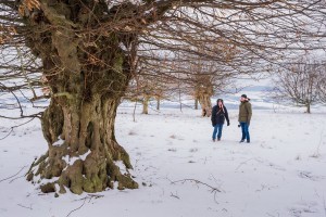 Ausflug in den Kopfhainbuchenhutewald