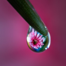Stefan-Wendling