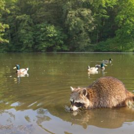 Waschbär