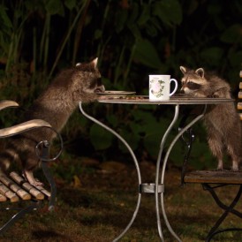 Waschbär