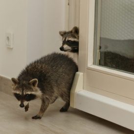 Waschbär