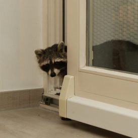 Waschbär