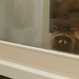 Waschbär