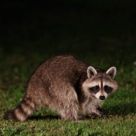 Waschbär