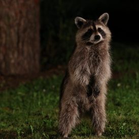 Waschbär