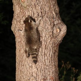 Waschbär