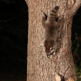 Waschbär