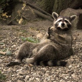 Waschbär