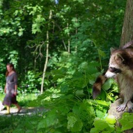 Waschbär