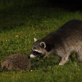 Waschbär und Igel