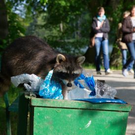 Waschbär