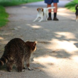 Waschbär