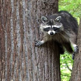 Waschbär